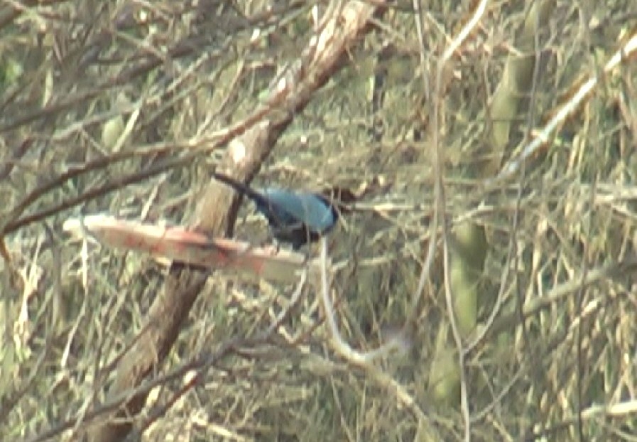 jay sp. - ML400721201