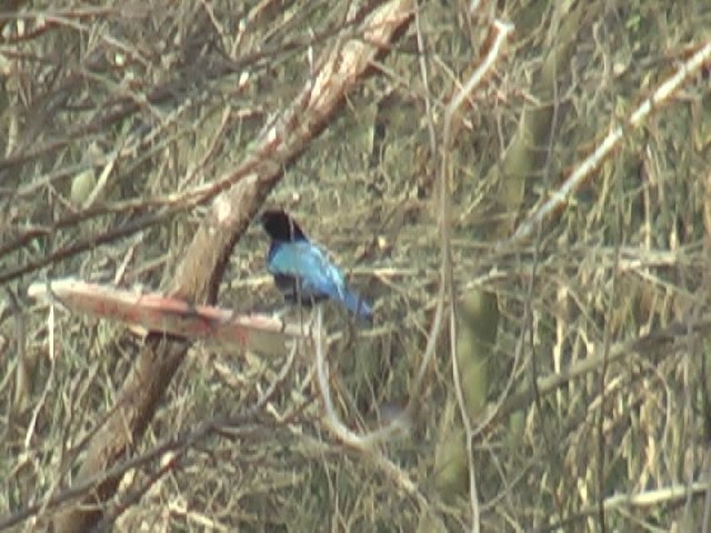 jay sp. - ML400721211