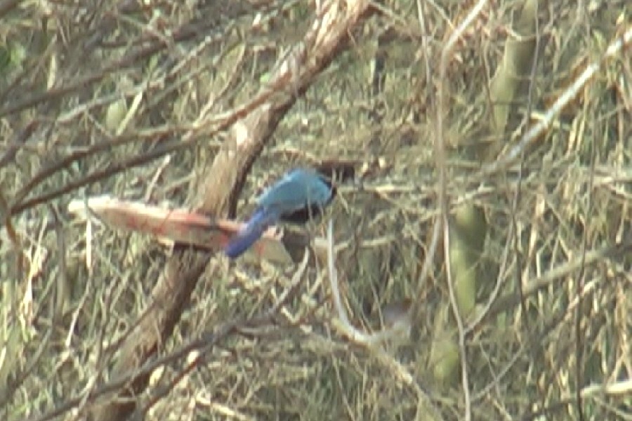 jay sp. - ML400721221