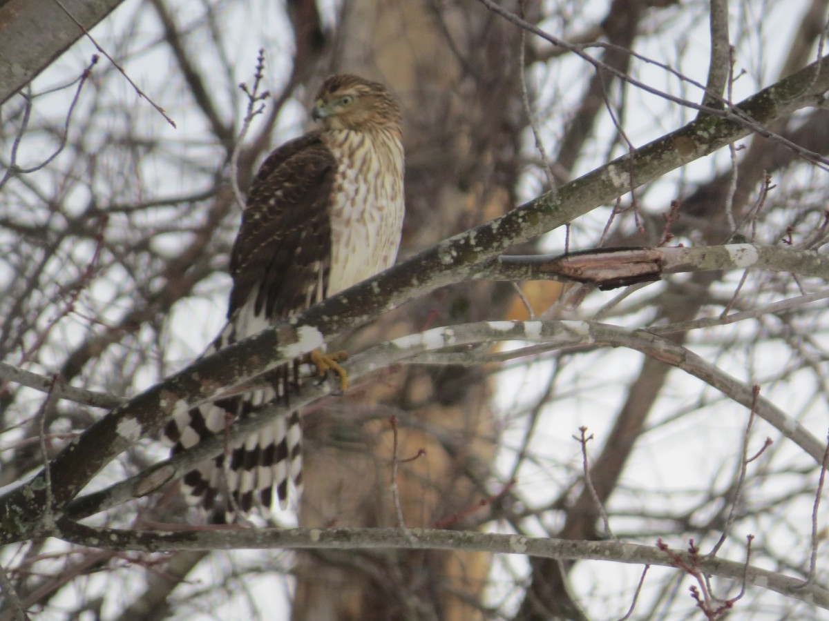 Cooper's Hawk - ML400725381