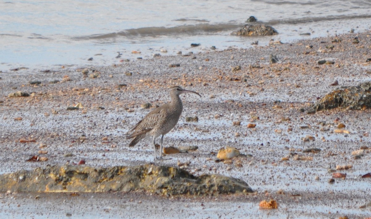 Whimbrel - ML40072541