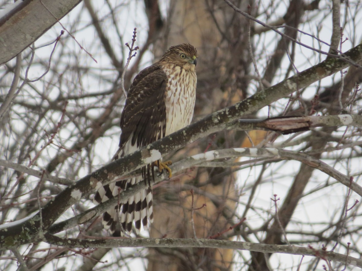 Cooper's Hawk - ML400725501