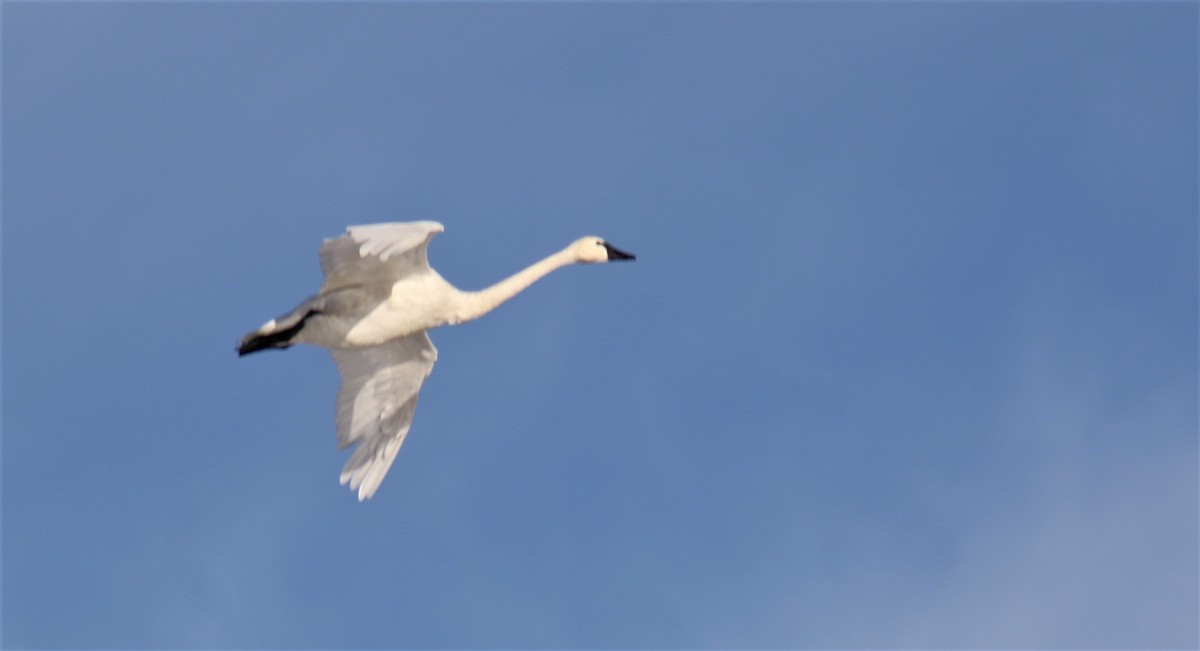 Tundra Swan - Jon. Anderson