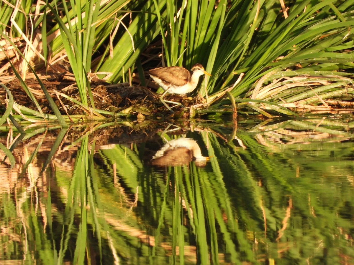 Northern Jacana - Alejandra Monsiváis