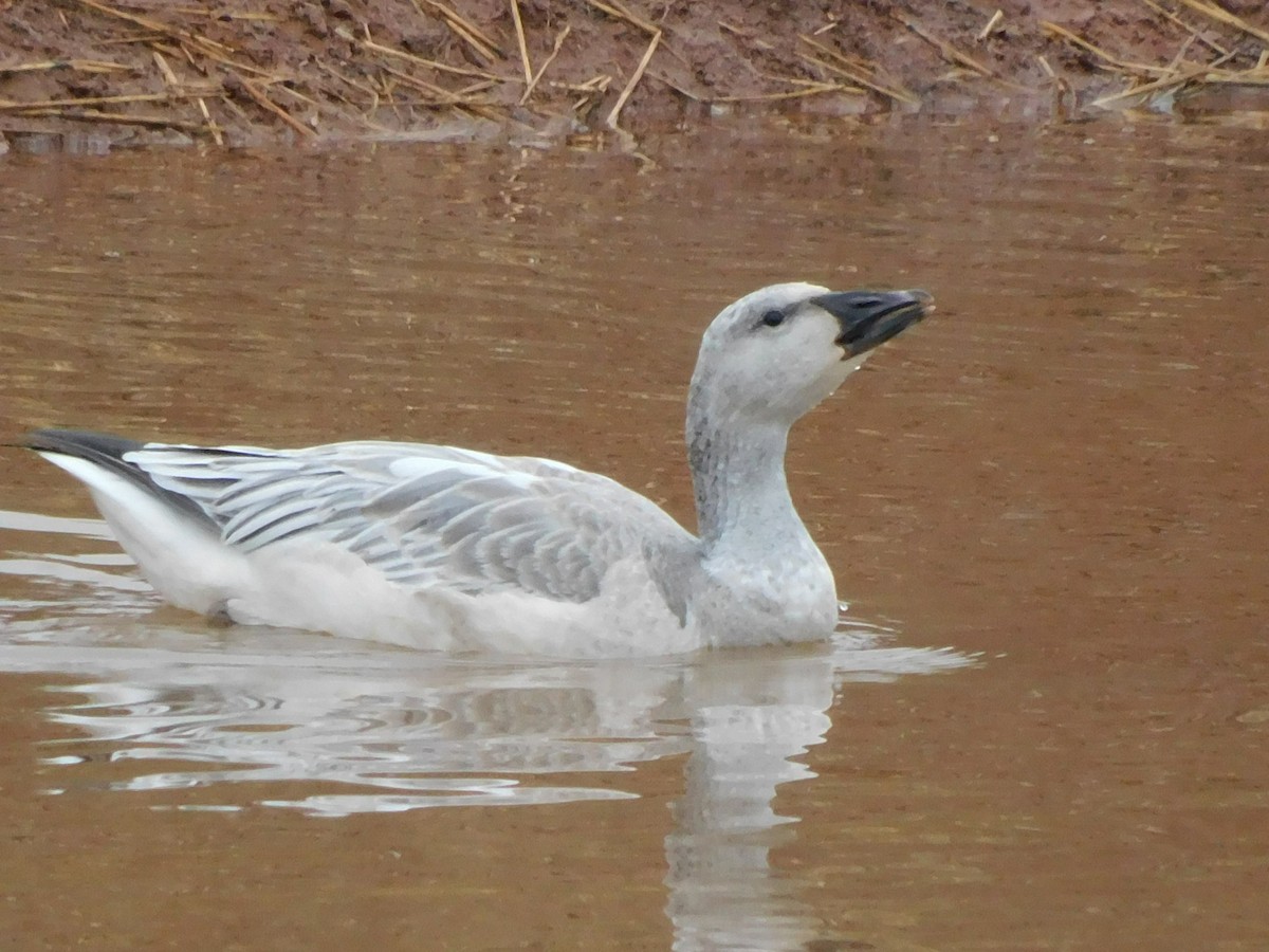 Snow Goose - ML400732061