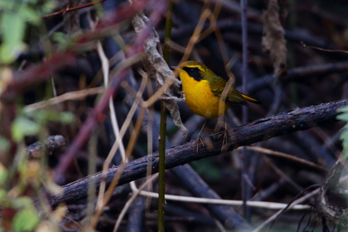 Golden Bush-Robin - ML400733661