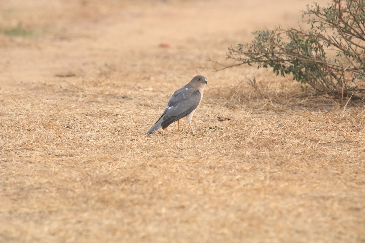 Shikra - Amee Vyas