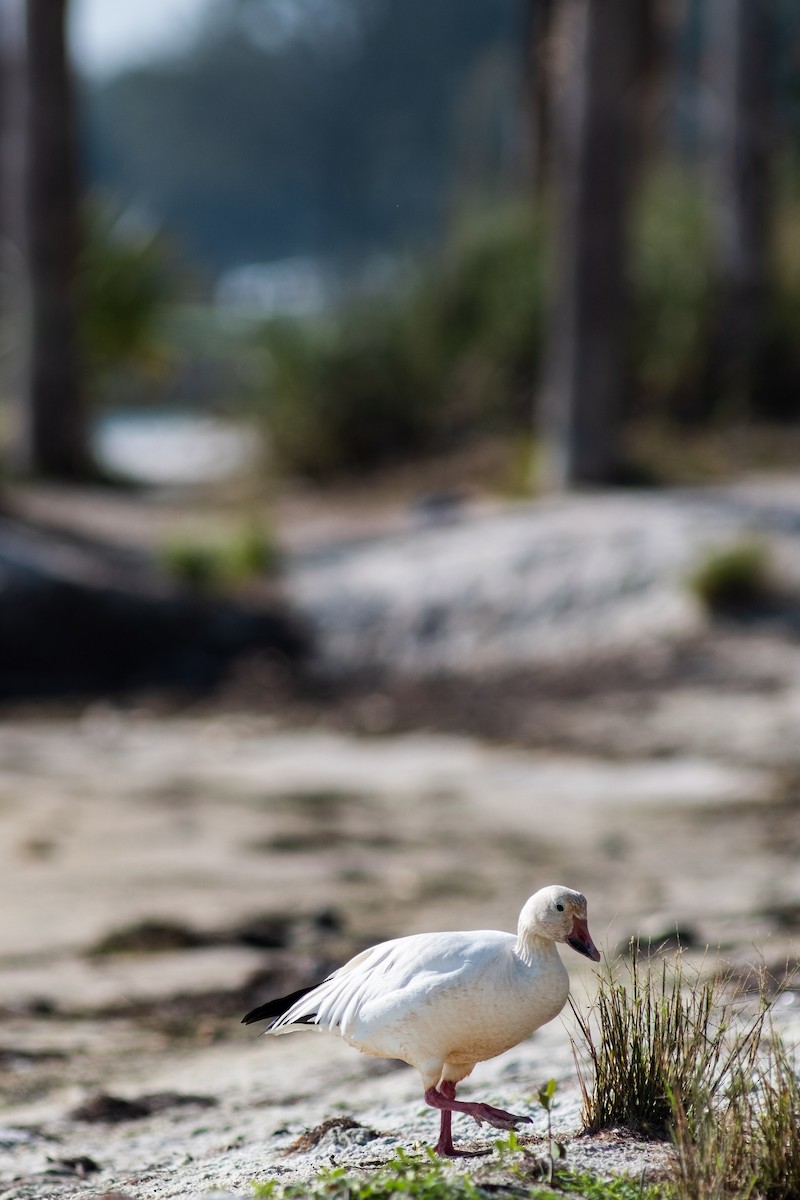 Snow Goose - ML400735351