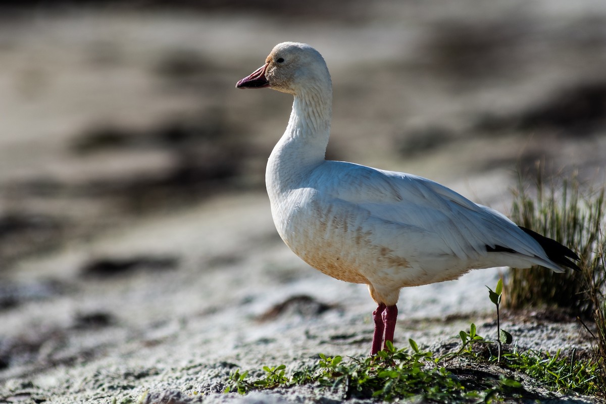 Snow Goose - ML400735371