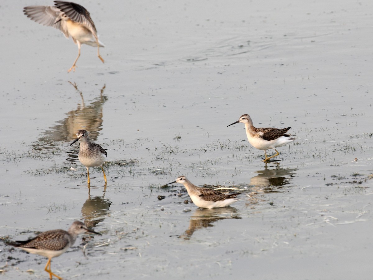 hvithalesvømmesnipe - ML400735411