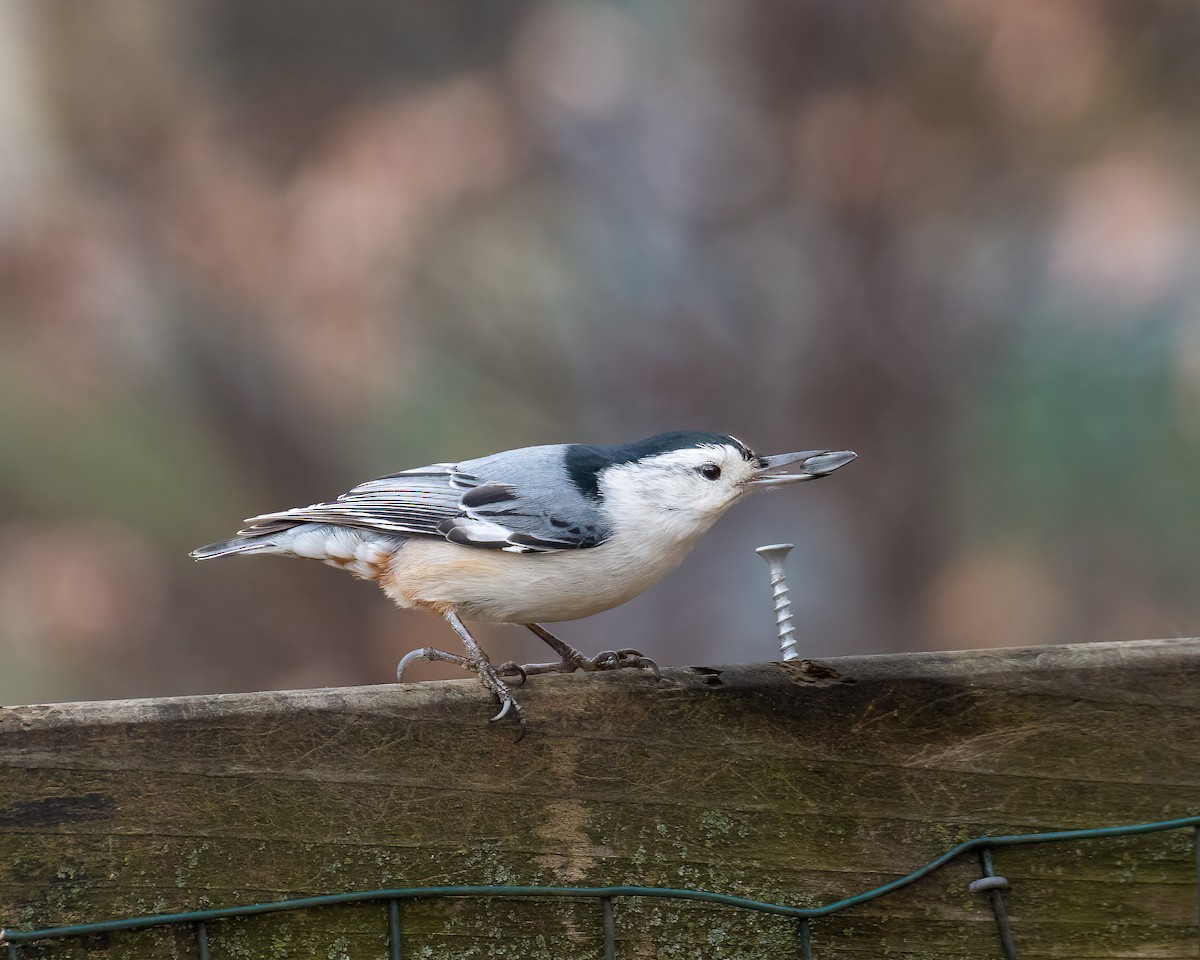 White-breasted Nuthatch - ML400736331