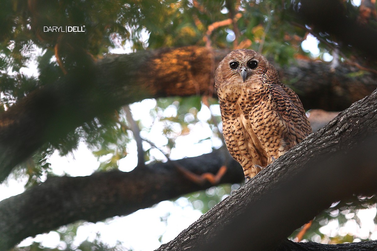 Pel's Fishing-Owl - Daryl Dell