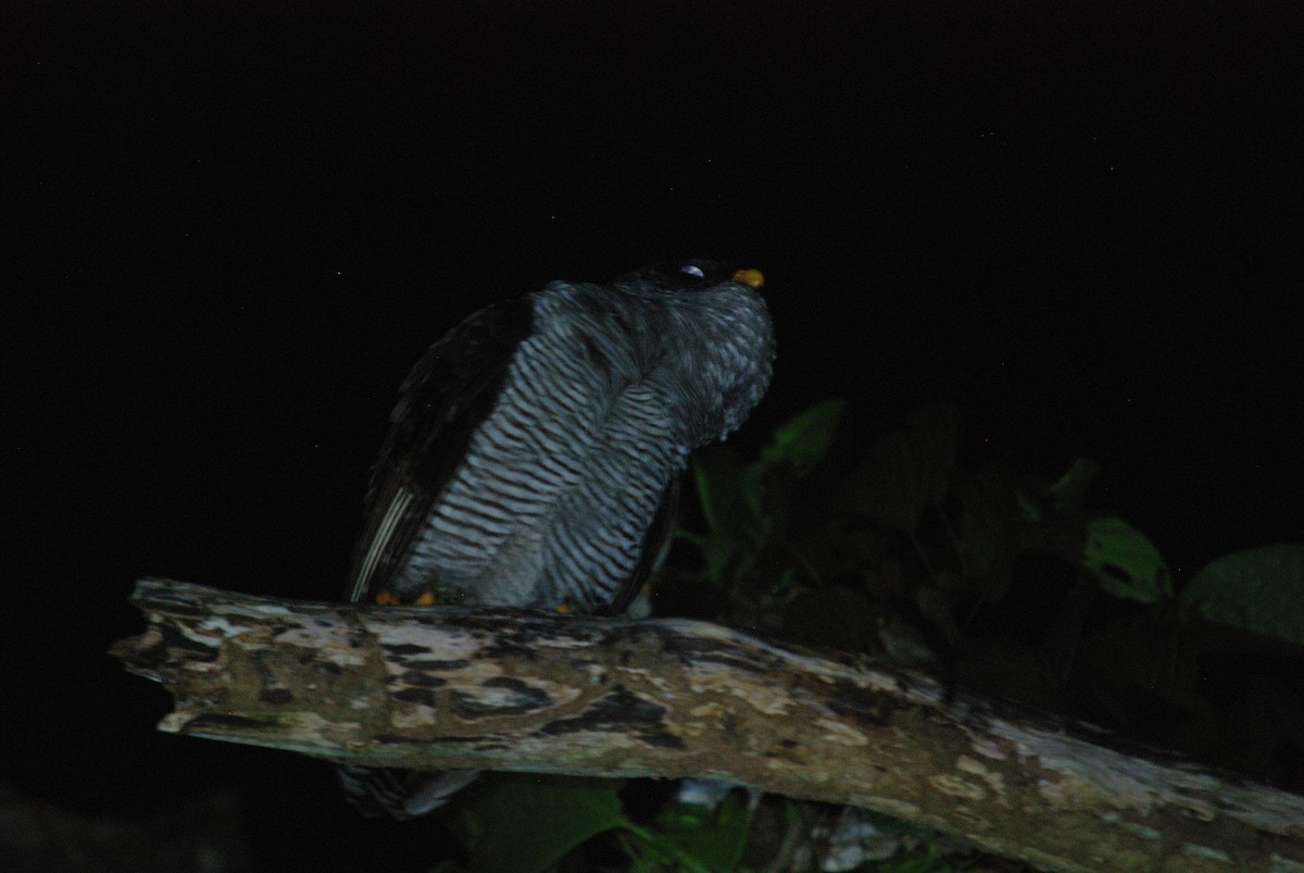 Black-and-white Owl - Juan Escudero