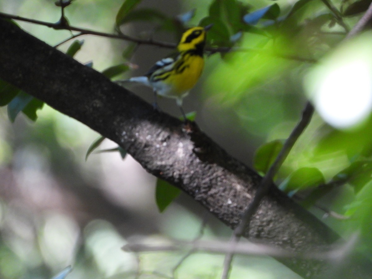 Townsend's Warbler - Alejandra Monsiváis