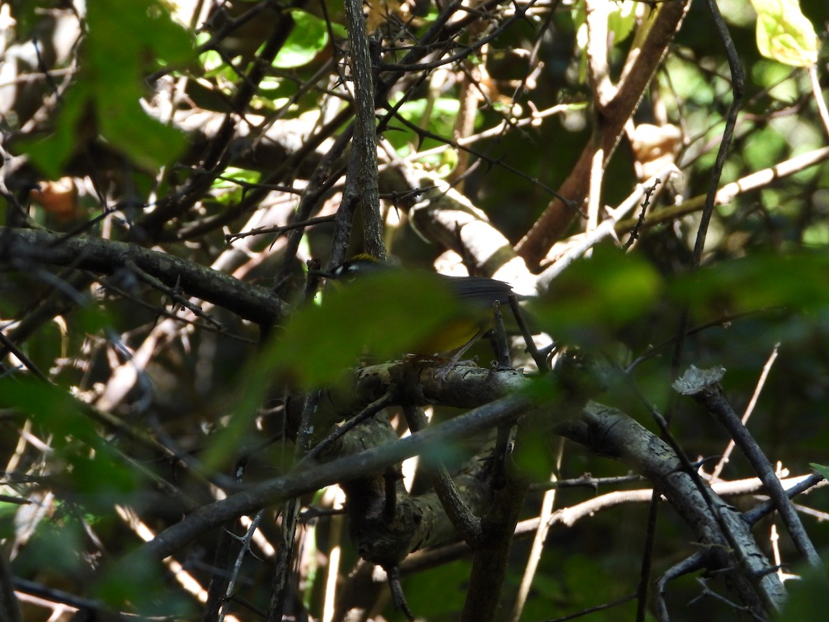 Fan-tailed Warbler - Alejandra Monsiváis