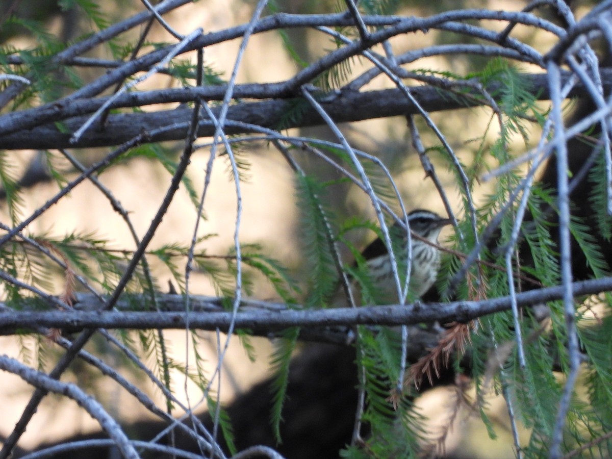 Louisiana Waterthrush - ML400740601