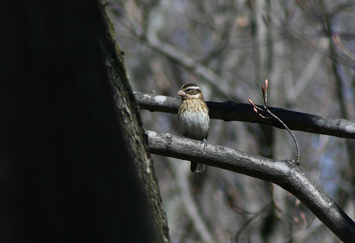 Rose-breasted Grosbeak - ML400740901
