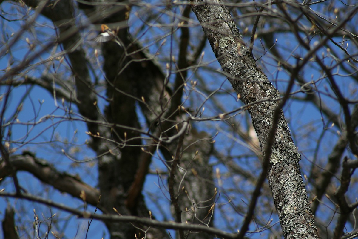 Blackburnian Warbler - ML400741221