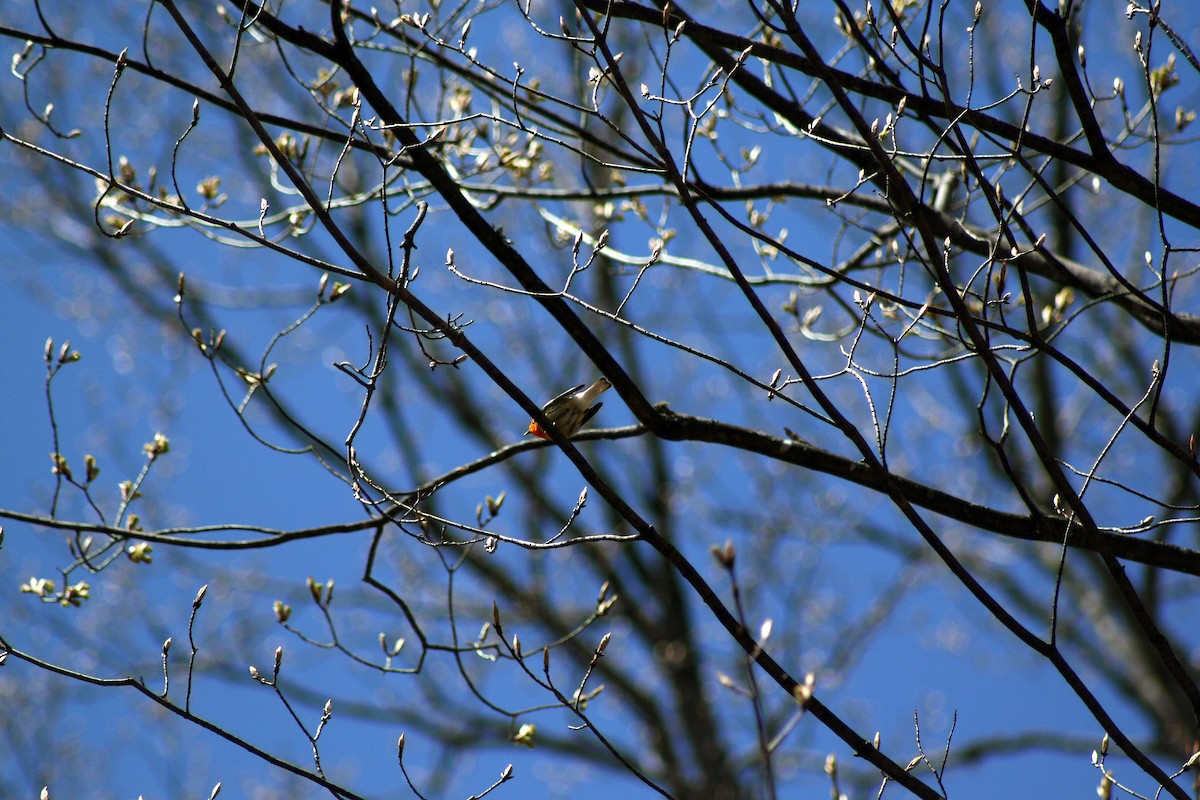 Blackburnian Warbler - ML400741531