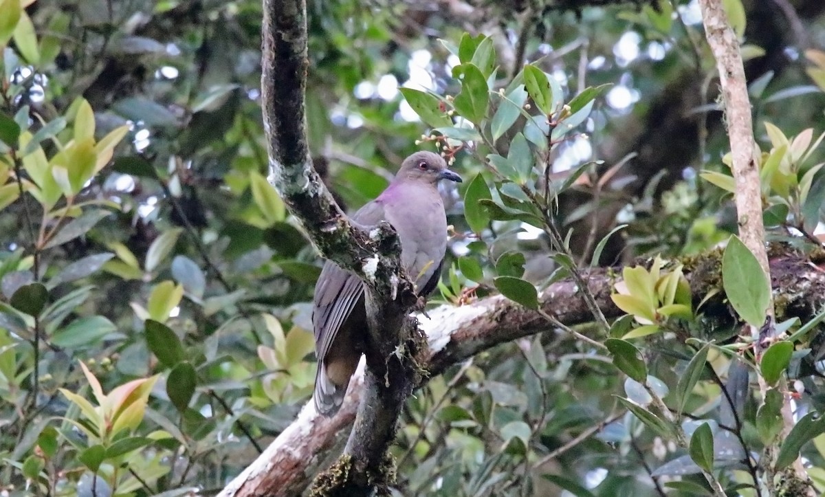 Mindanao Brown-Dove - Pete Simpson