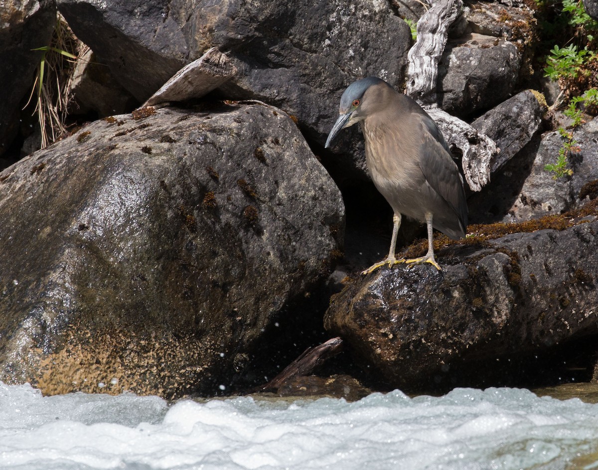 Black-crowned Night Heron - Santiago Imberti