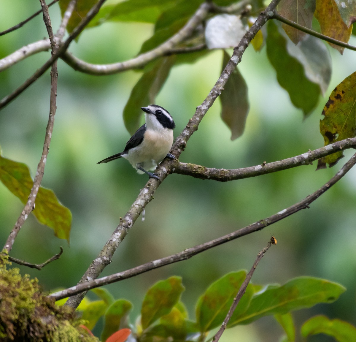 Gray-green Bushshrike - ML400745931