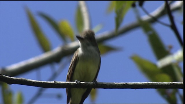 Myiarchus sp. - ML400746