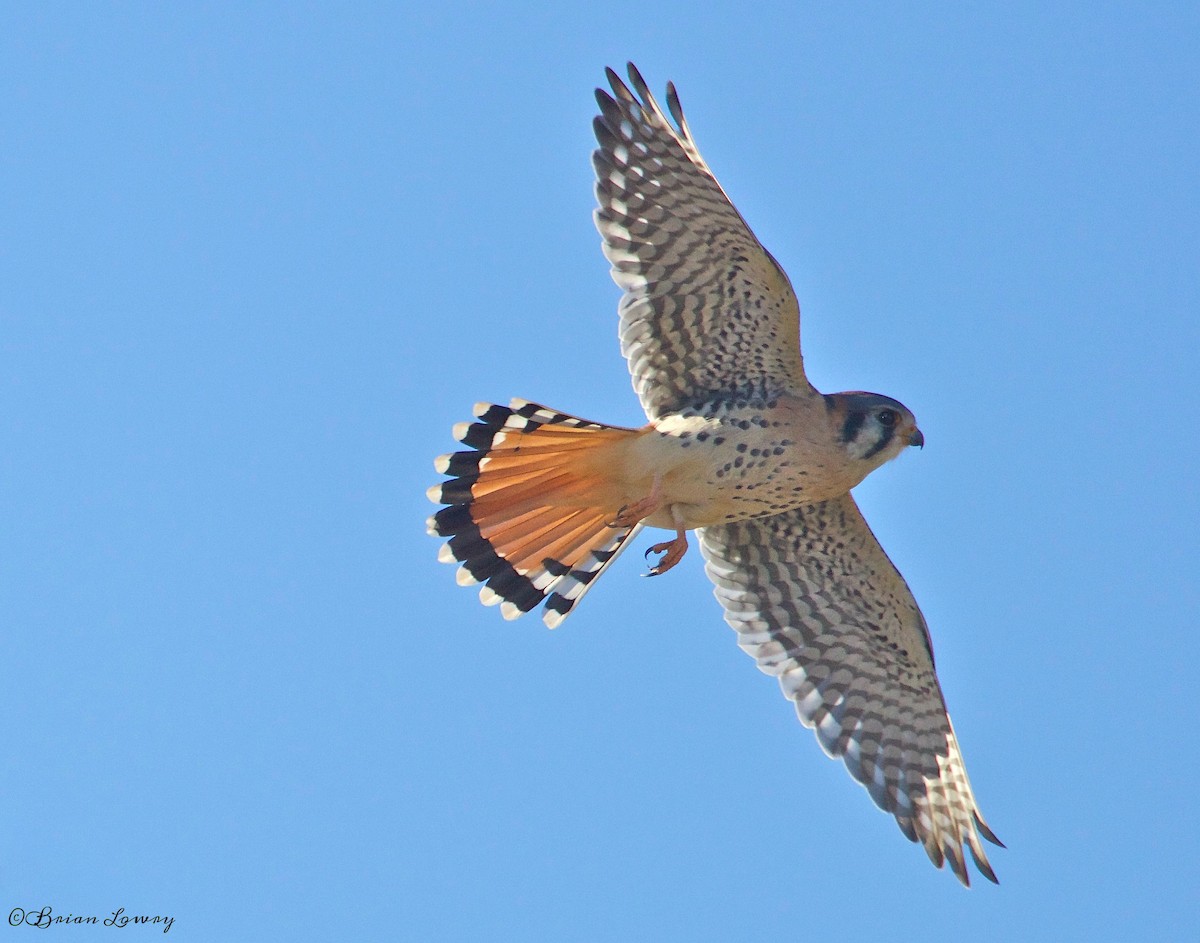 American Kestrel - ML40074611