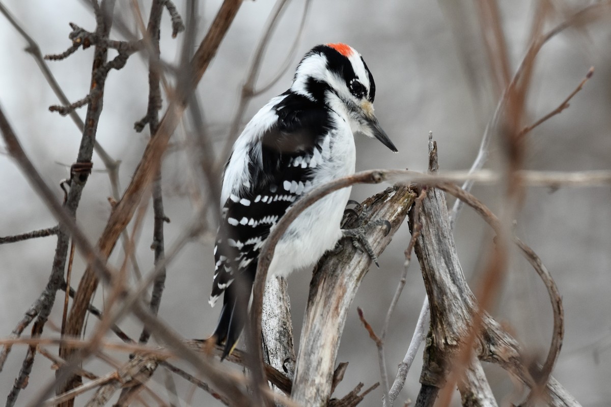 Hairy Woodpecker - Francois Cloutier