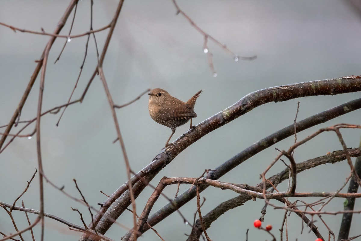 Winter Wren - Karen Hardy