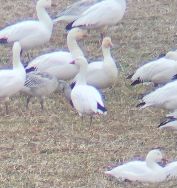 Snow x Ross's Goose (hybrid) - Matt Hafner