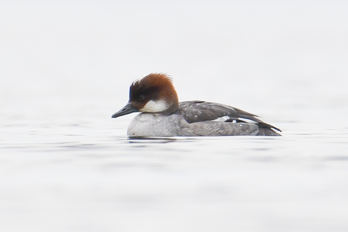 Smew - Çağan Abbasoğlu