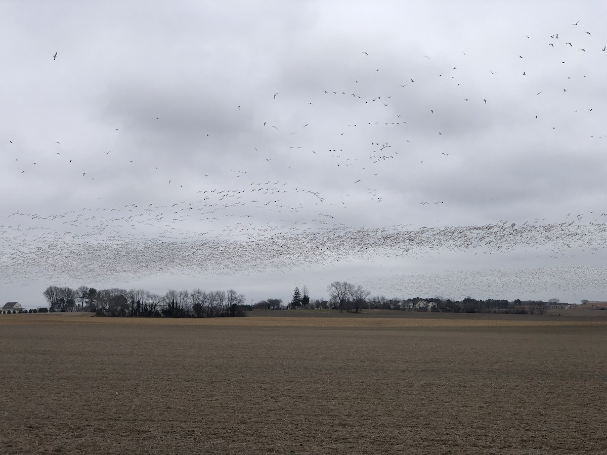 Snow Goose - Matt Hafner