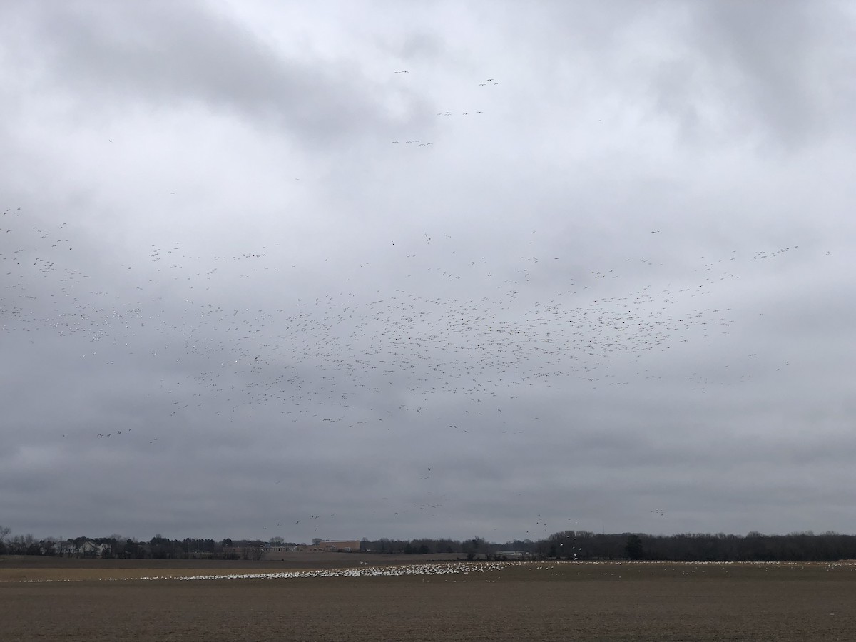 Snow Goose - ML400751181