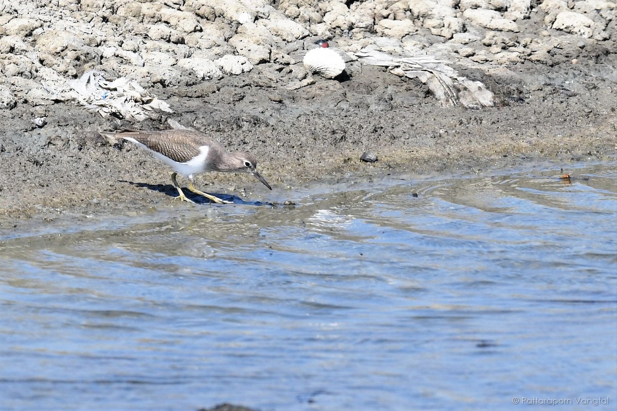 Common Sandpiper - ML40075131