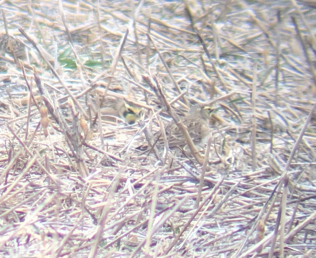 Horned Lark - Matt Hafner