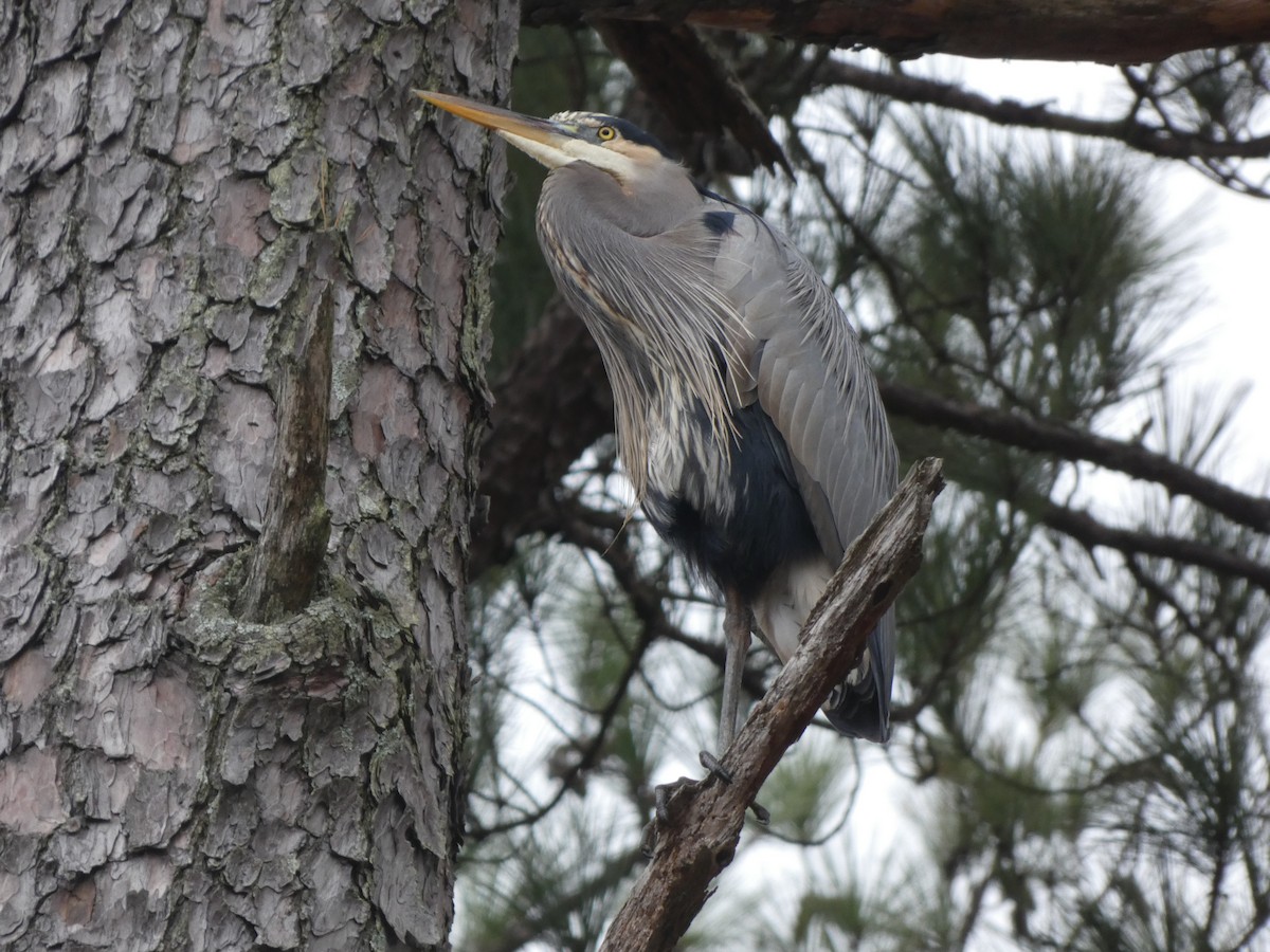 Great Blue Heron - ML400751711