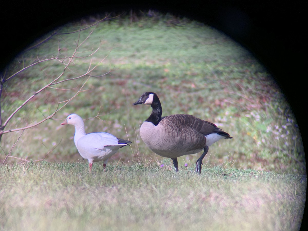 Ross's Goose - ML400752011