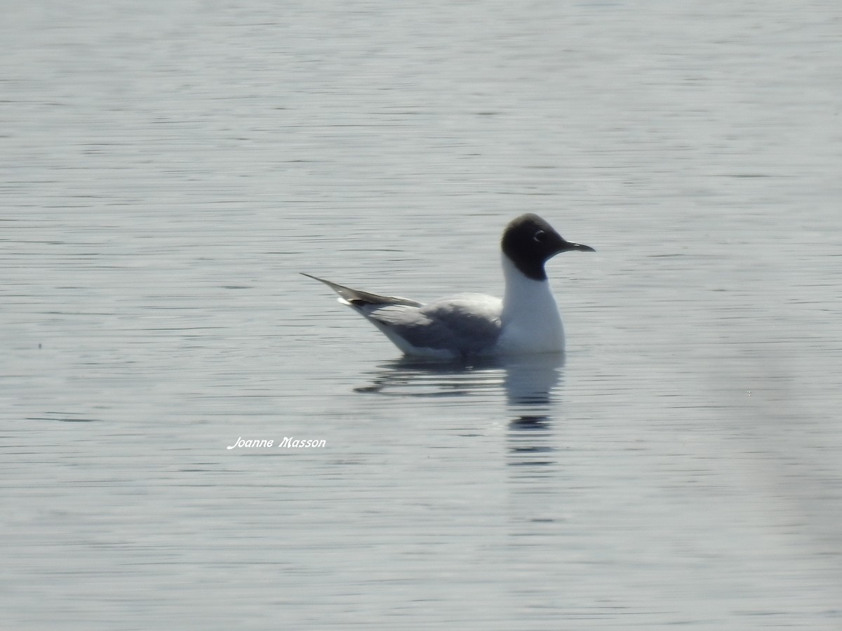 Bonaparte's Gull - ML400753551