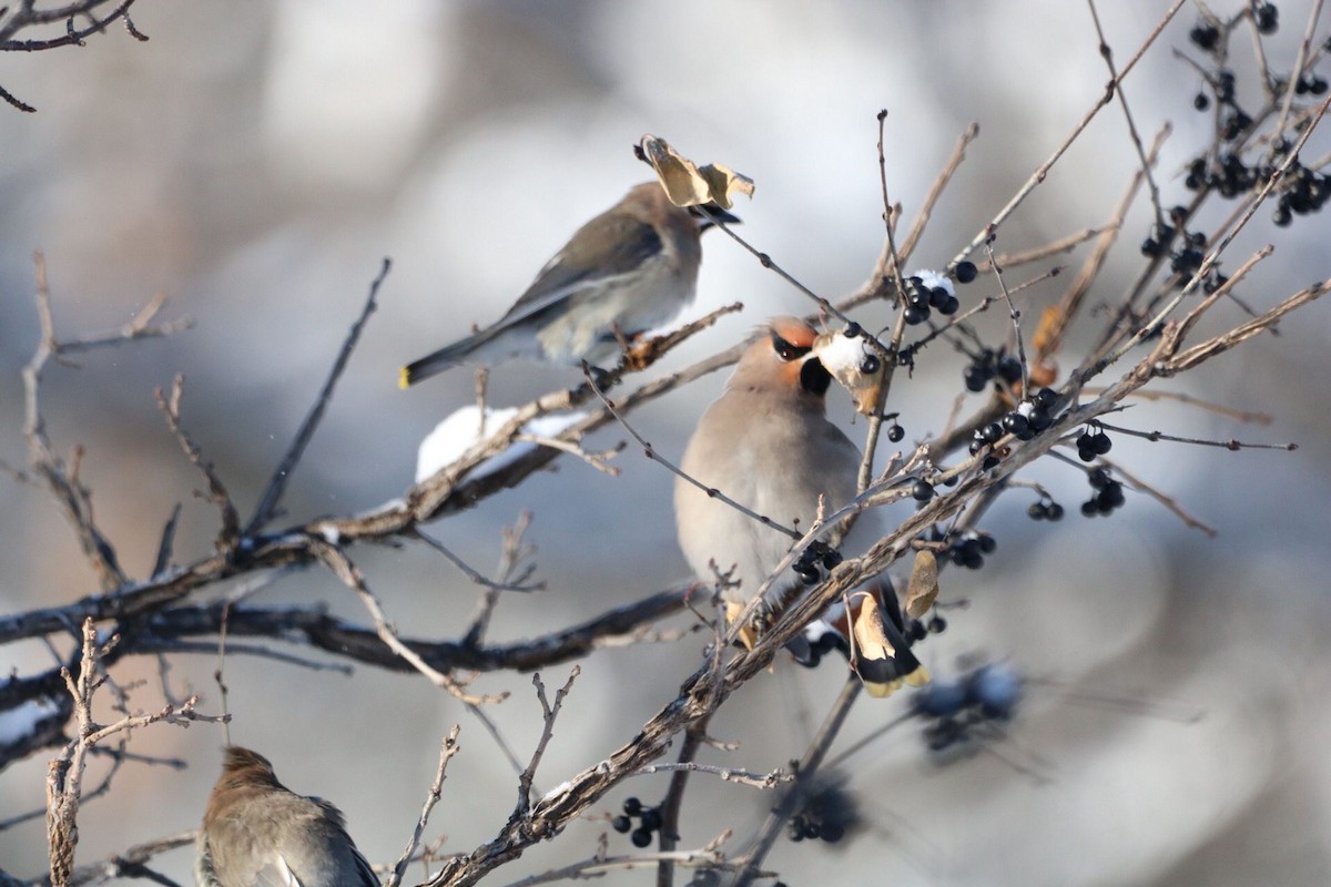 キレンジャク／ヒメレンジャク - eBird