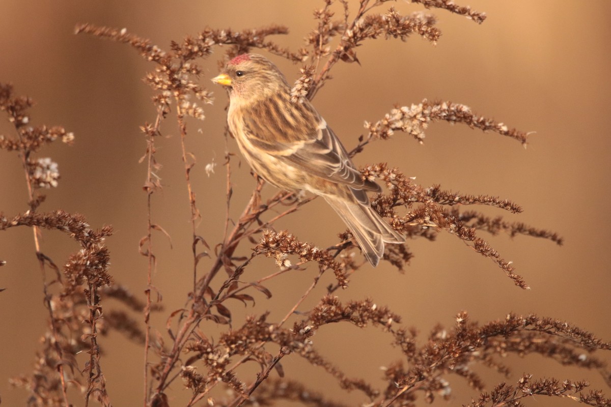 Lesser Redpoll - ML400754131