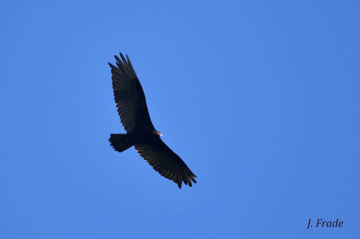 Turkey Vulture - ML400754911