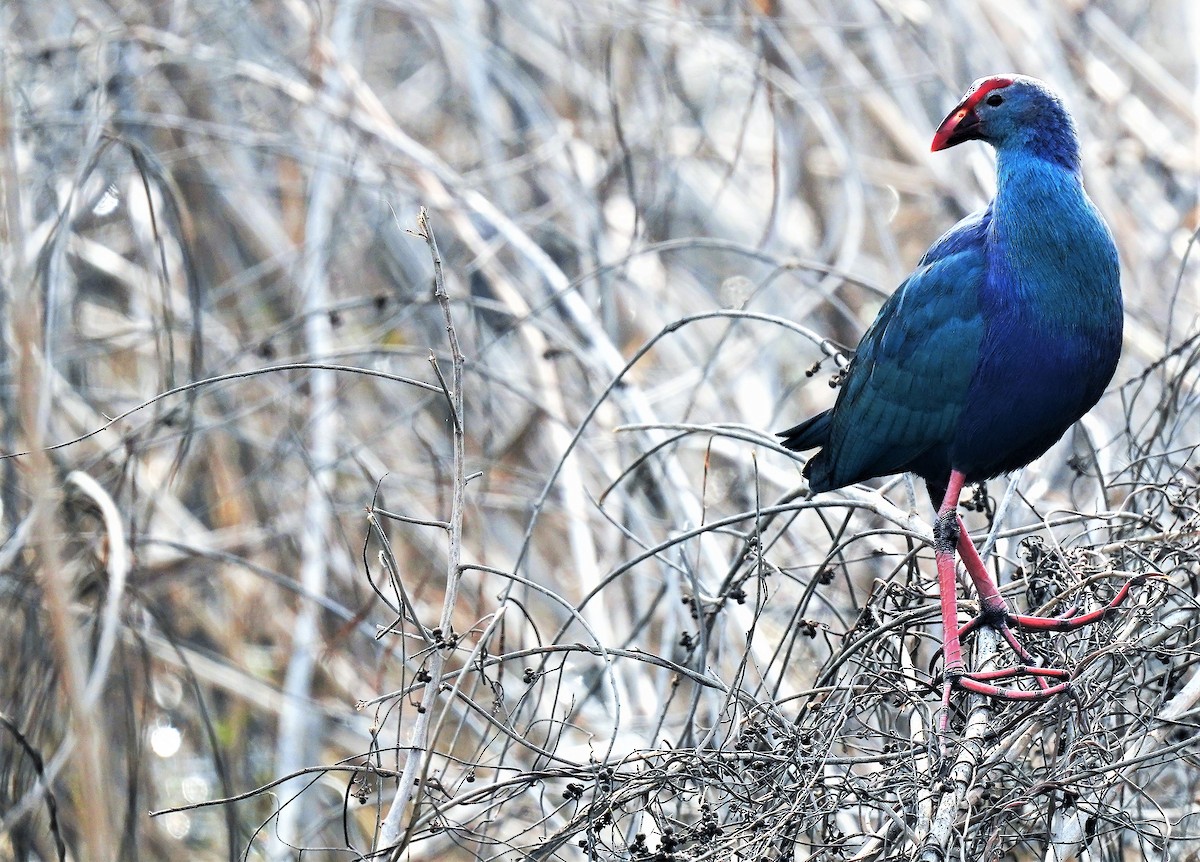 Gray-headed Swamphen - ML400756311