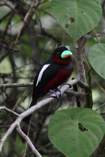 Black-and-red Broadbill - ML40075871