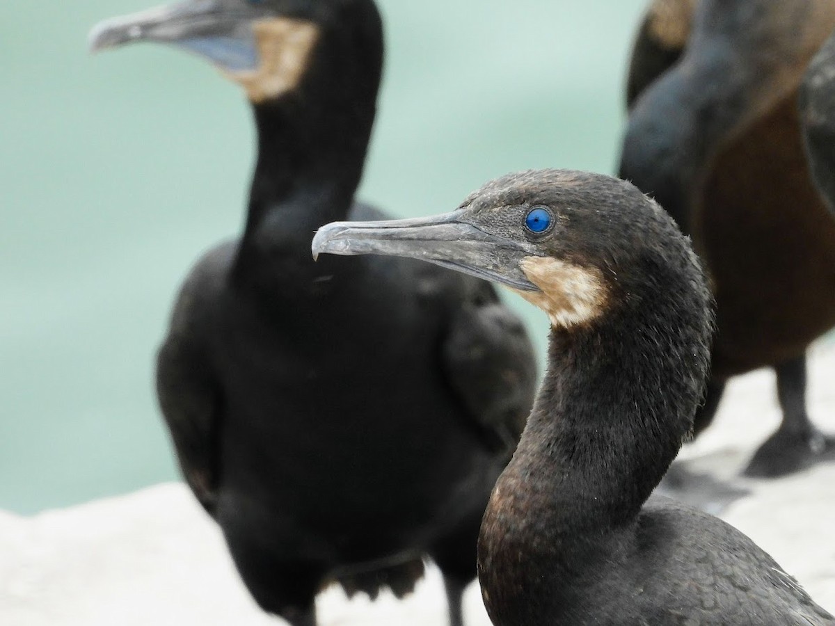 Brandt's Cormorant - ML400760901