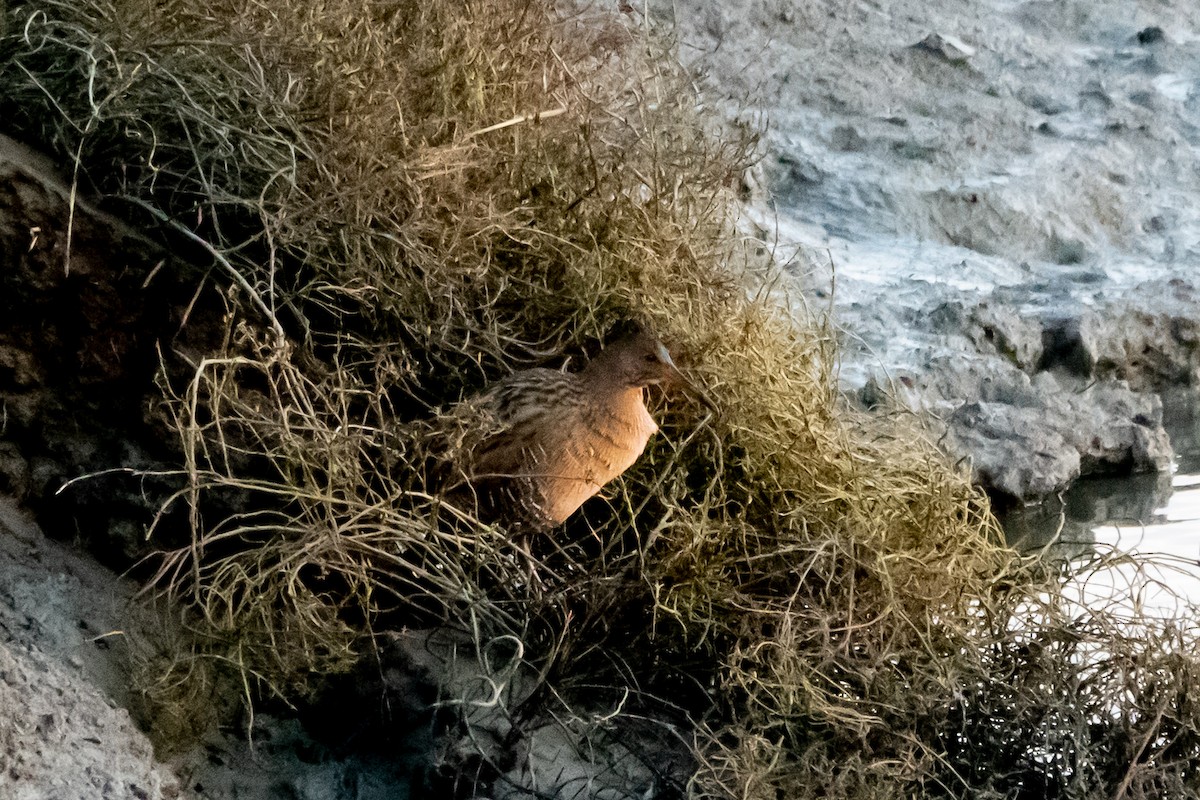 Ridgway's Rail (San Francisco Bay) - Brian Scanlon