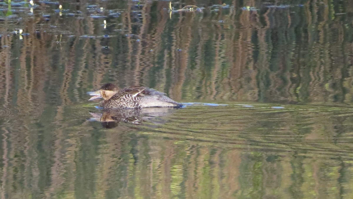 Silver Teal - Rafael Tosi