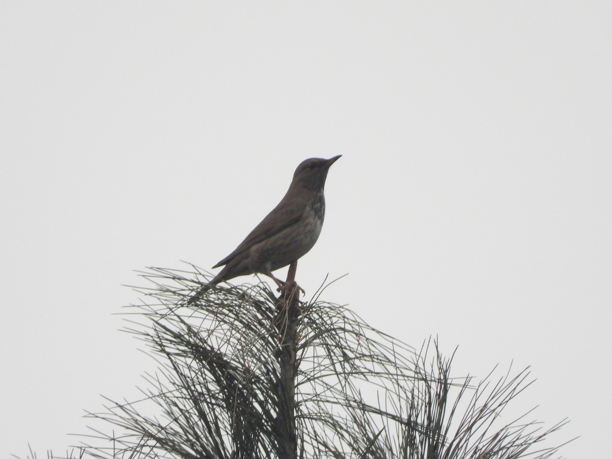 Black-throated Thrush - ML400762961