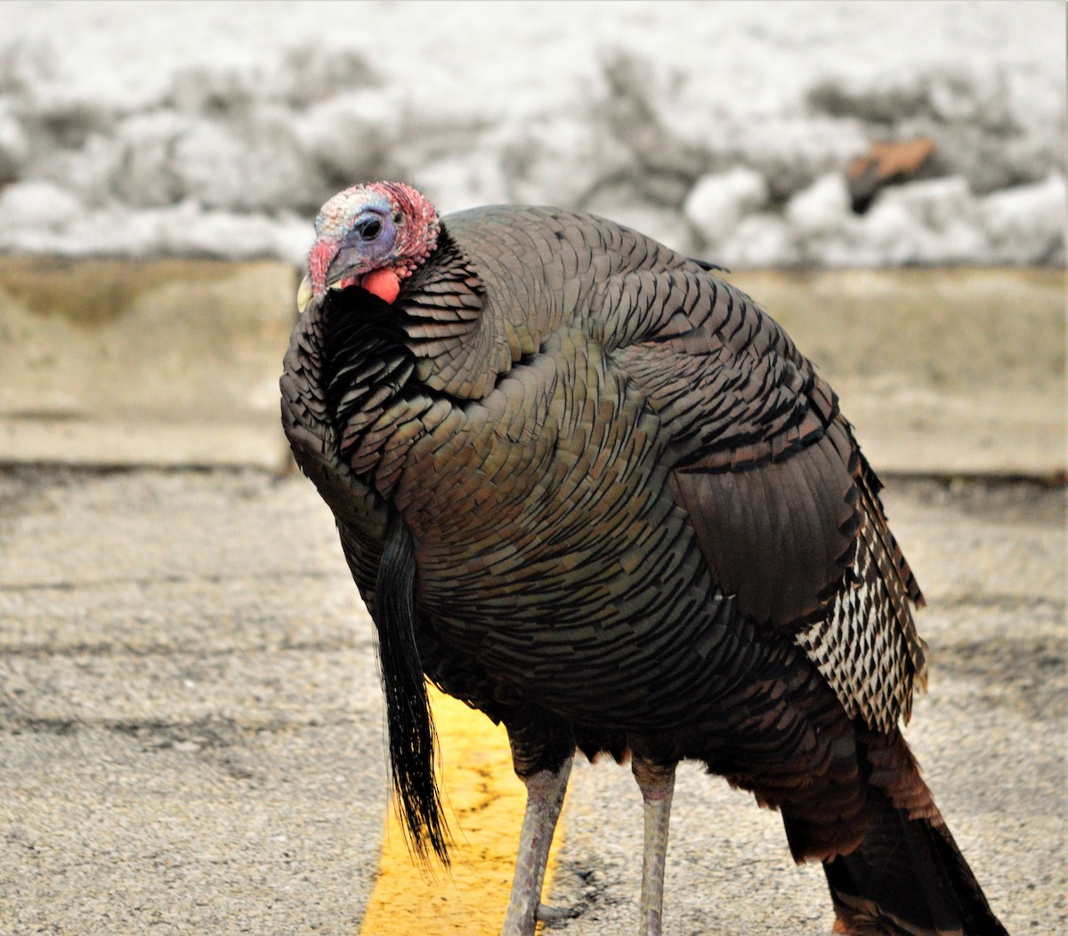 Wild Turkey - Robert Trierweiler