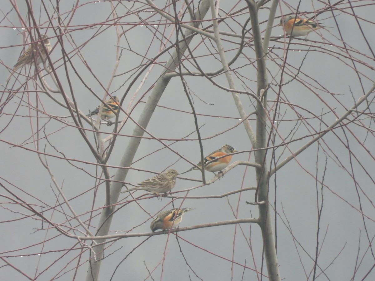 Yellowhammer x Pine Bunting (hybrid) - ML400765731